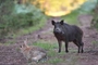 sanglier et lapin de garenne,